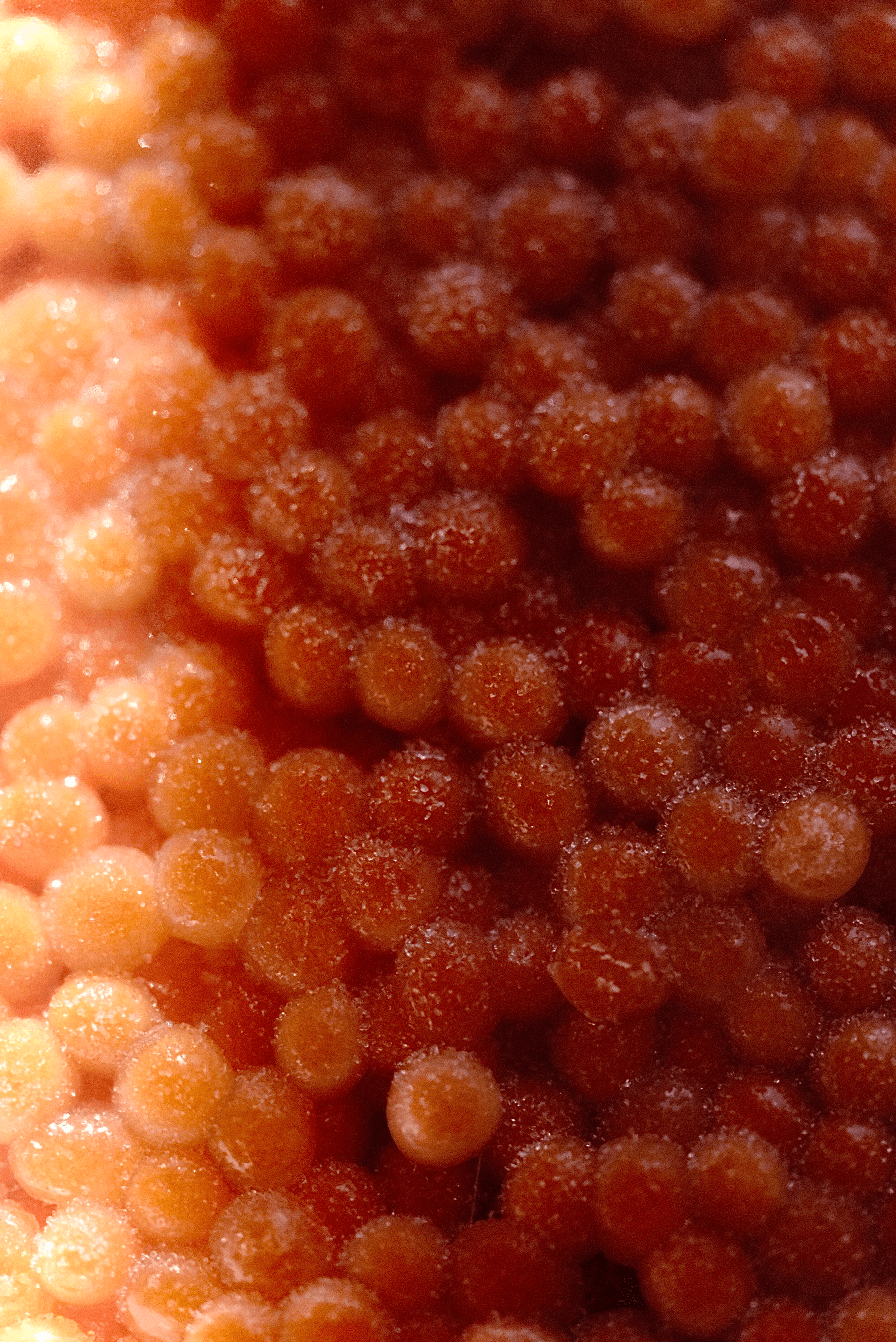 Salted Chum Salmon Roe
